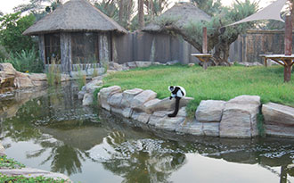 aquatic lemur exhibit